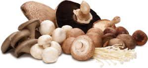 mushroom-group (1)